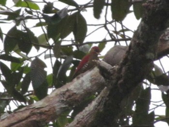 Crimson-winged Woodpecker