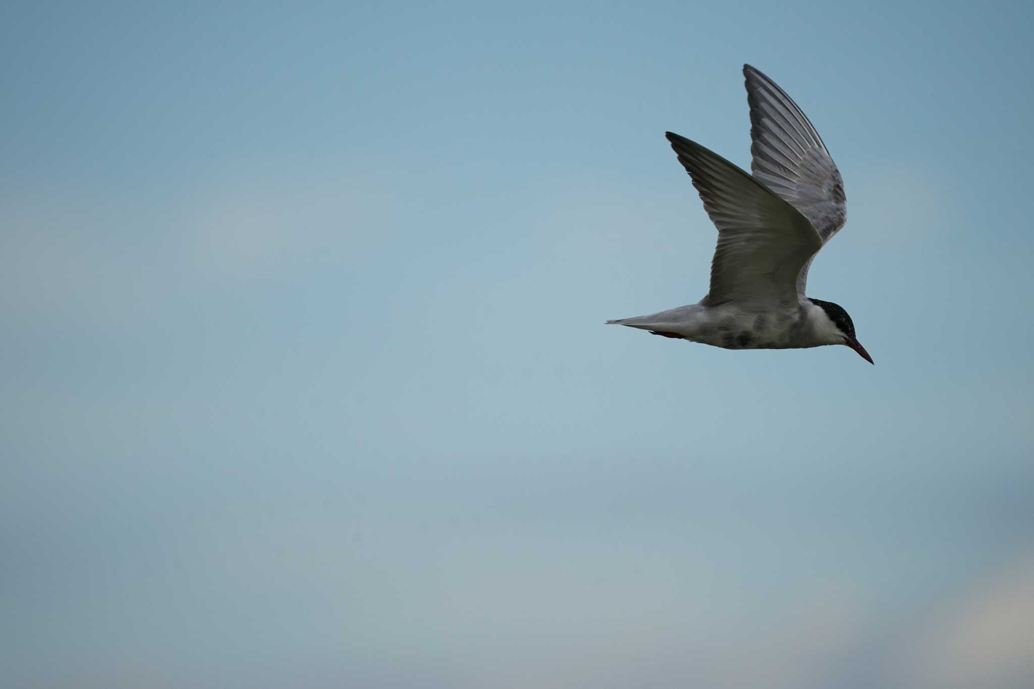 Photo of Whiskered Tern at 潟ノ内(島根県松江市) by ひらも