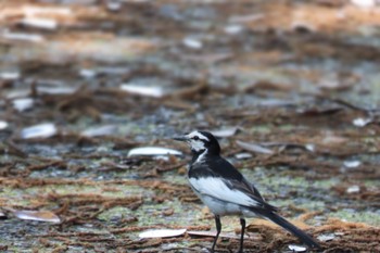 White Wagtail 観音崎公園 Sun, 6/26/2022