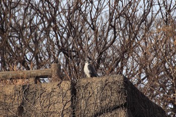 オオタカ 大阪城公園 2018年1月7日(日)