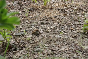 2022年6月26日(日) 芥川の野鳥観察記録