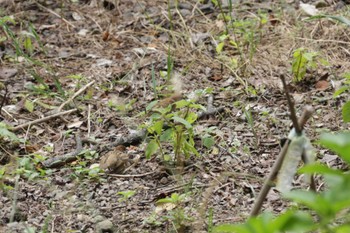 Eurasian Tree Sparrow 芥川 Sun, 6/26/2022