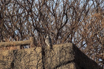 オオタカ 大阪城公園 2018年1月7日(日)