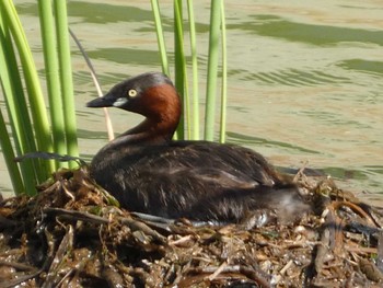 2022年6月26日(日) 金井遊水地(金井遊水池)の野鳥観察記録