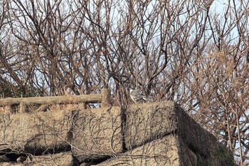 オオタカ 大阪城公園 2018年1月7日(日)