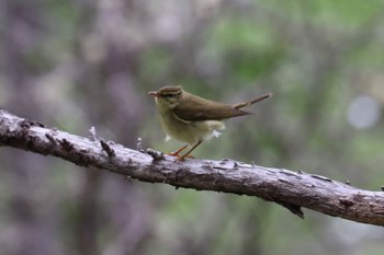 Japanese Leaf Warbler 富士山５合目 Sun, 6/26/2022