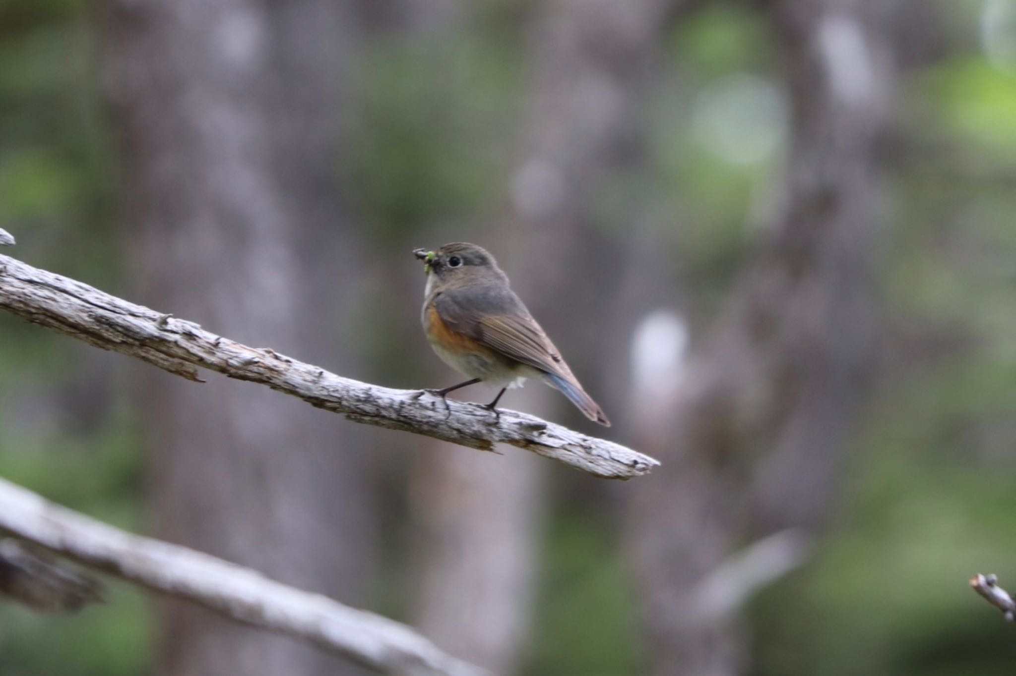 Photo of Red-flanked Bluetail at 富士山５合目 by monsuke