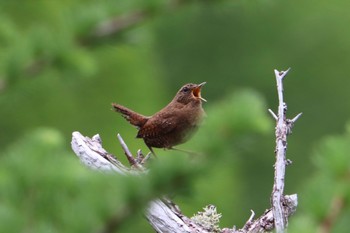 Eurasian Wren 富士山５合目 Sun, 6/26/2022