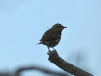 Olive-backed Pipit 富士山５合目 Sun, 6/26/2022