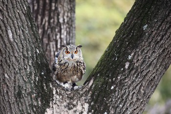 Sun, 1/7/2018 Birding report at Osaka castle park