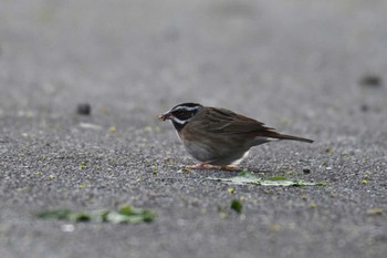 Fri, 5/6/2022 Birding report at 新潟県