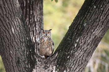 ベンガルワシミミズク 大阪城公園 2018年1月7日(日)