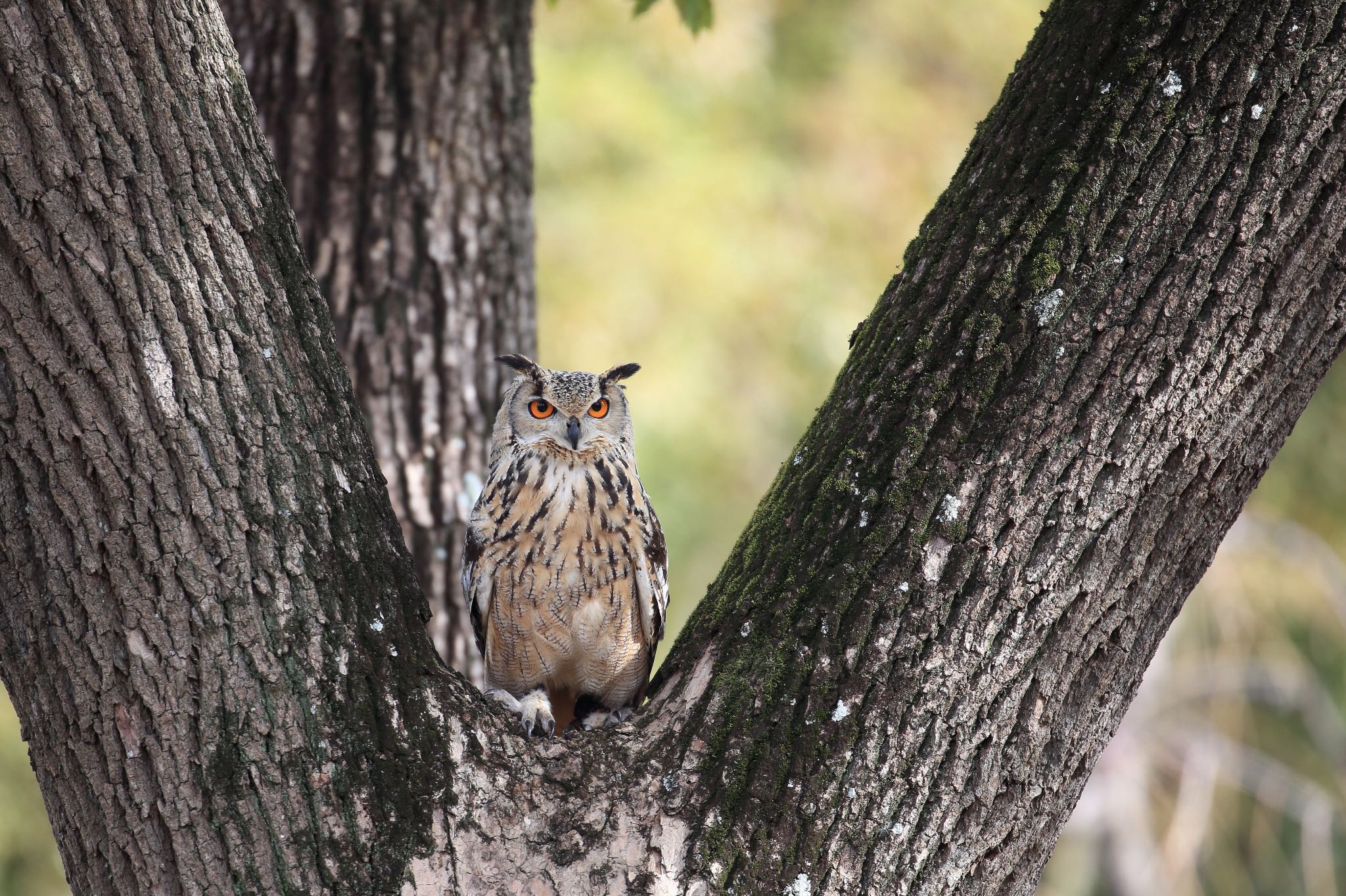 大阪城公園 ベンガルワシミミズクの写真 by 明石のおやじ