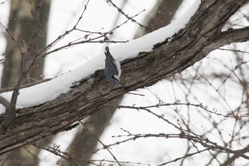 ゴジュウカラ 札幌円山公園 2018年1月6日(土)