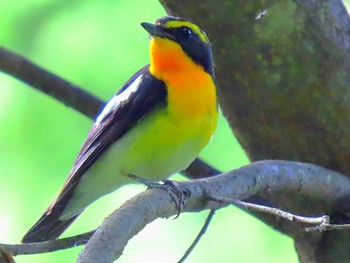 キビタキ 長野県 2022年6月26日(日)