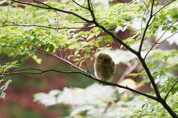 Japanese Scops Owl Unknown Spots Thu, 6/23/2022