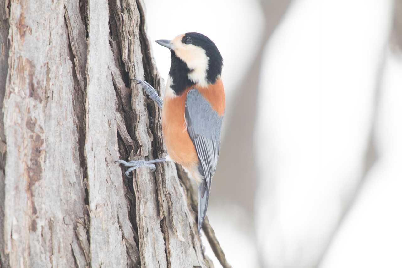 Varied Tit