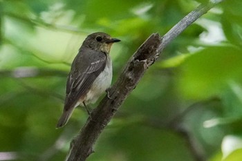 キビタキ 北大研究林(北海道大学苫小牧研究林) 2022年6月26日(日)