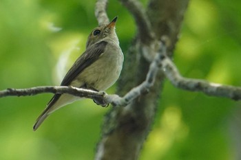 コサメビタキ 北大研究林(北海道大学苫小牧研究林) 2022年6月26日(日)