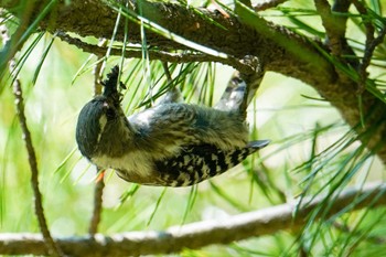 エゾコゲラ 北大研究林(北海道大学苫小牧研究林) 2022年6月26日(日)