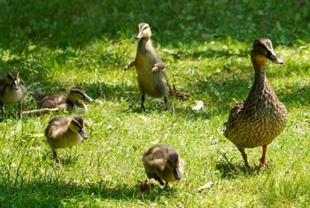 マガモ 北大研究林(北海道大学苫小牧研究林) 2022年6月26日(日)