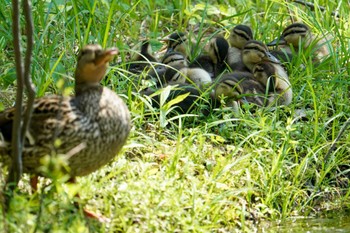 マガモ 北大研究林(北海道大学苫小牧研究林) 2022年6月26日(日)