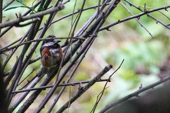 ヤマガラ 北大研究林(北海道大学苫小牧研究林) 2022年6月26日(日)