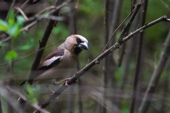 シメ 北大研究林(北海道大学苫小牧研究林) 2022年6月26日(日)