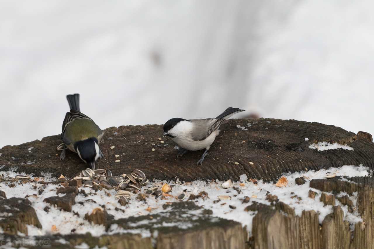 札幌円山公園 ハシブトガラの写真 by natoto