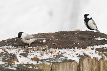 ハシブトガラ 札幌円山公園 2018年1月6日(土)