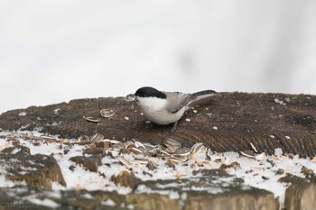 ハシブトガラ 札幌円山公園 2018年1月6日(土)