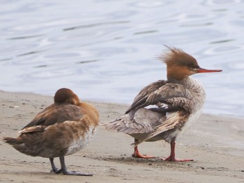 ウミアイサ 葛西臨海公園 2022年5月2日(月)