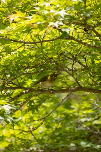 Warbling White-eye 京都市宝ヶ池公園 Sat, 6/25/2022