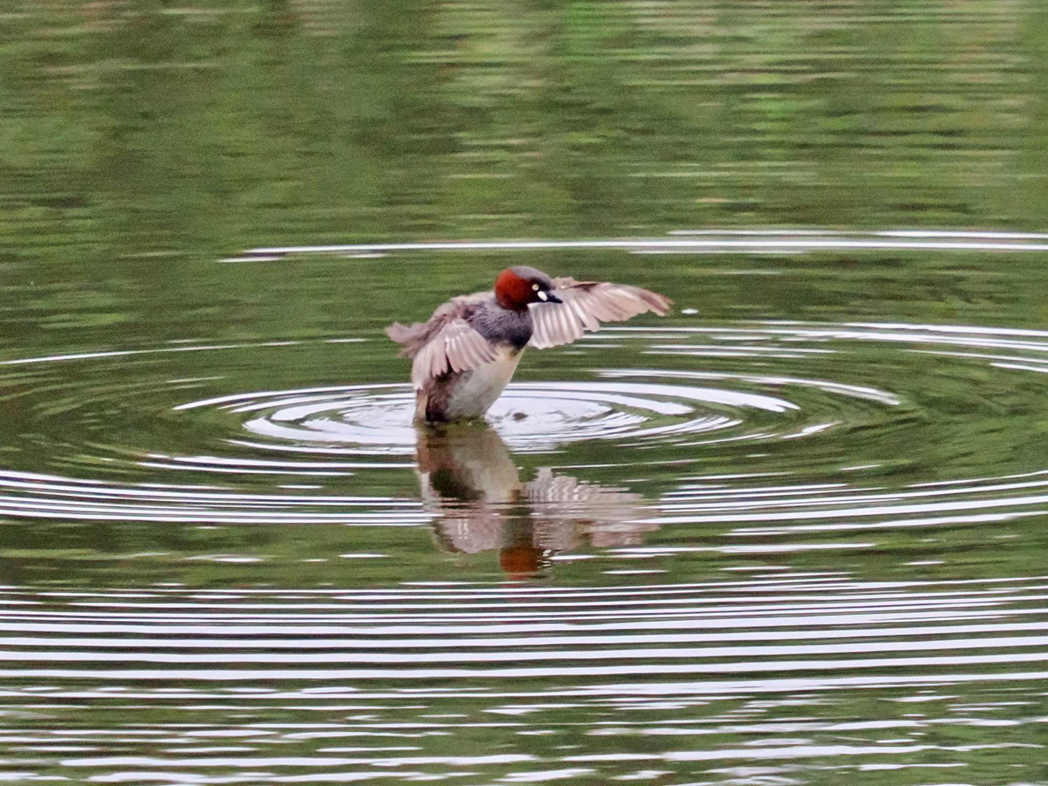 葛西臨海公園 カイツブリの写真 by 藤原奏冥