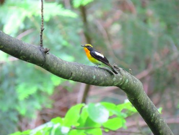 キビタキ 長野県 2022年6月26日(日)