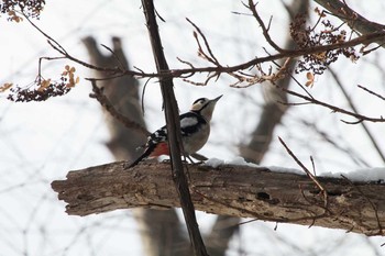 アカゲラ 札幌円山公園 2018年1月6日(土)