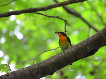 キビタキ 長野県 2022年6月26日(日)