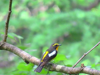 キビタキ 長野県 2022年6月26日(日)