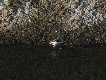 Japanese Wagtail 東京都町田市 Mon, 6/27/2022