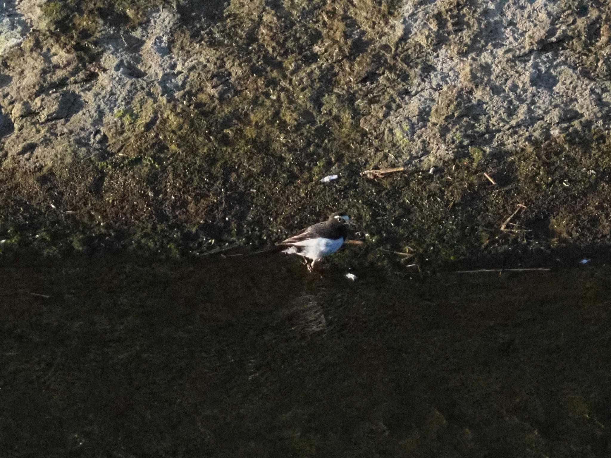 Japanese Wagtail