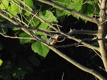 Common Kingfisher 東京都町田市 Mon, 6/27/2022