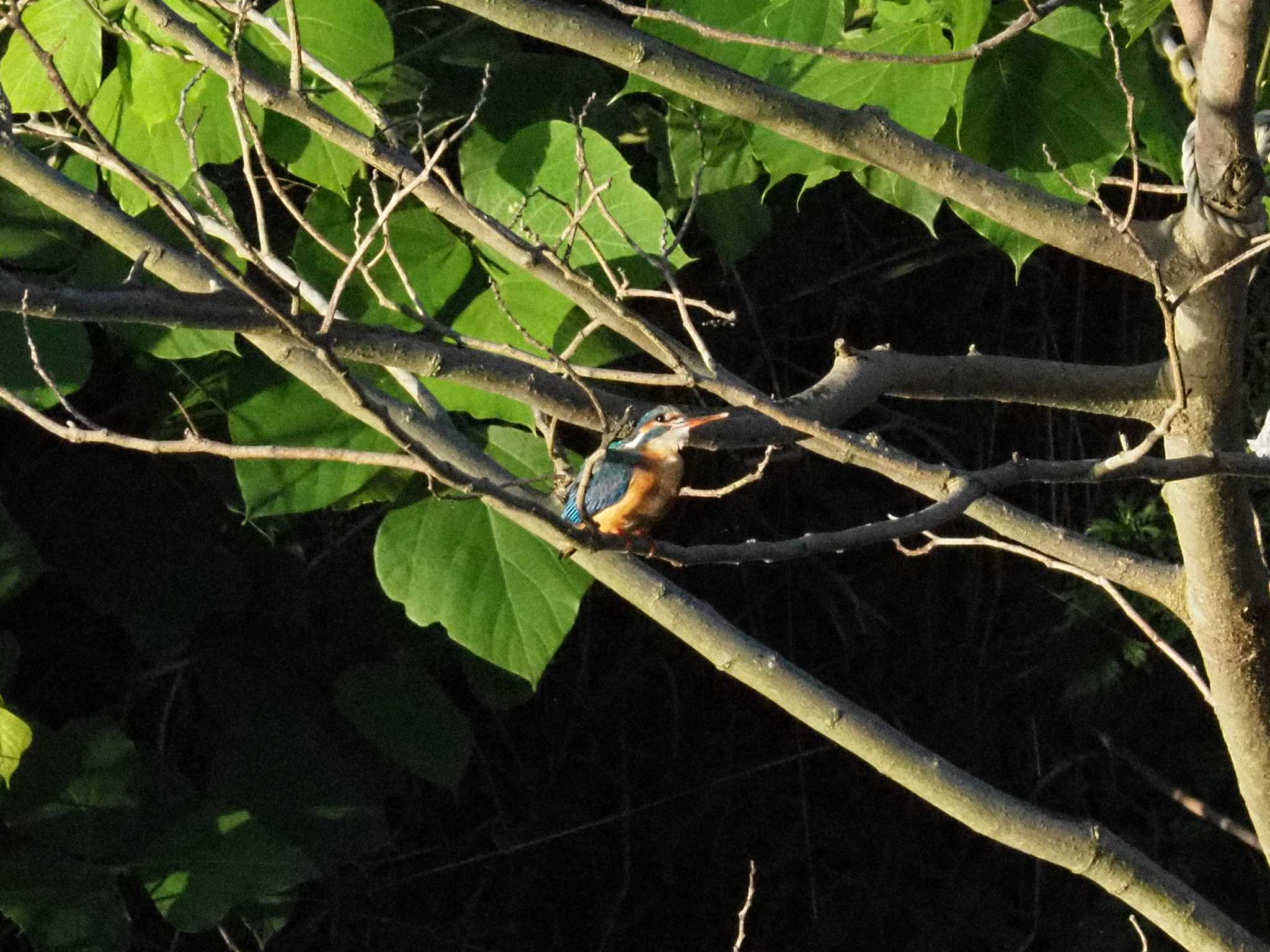 Photo of Common Kingfisher at 東京都町田市 by 天国の爺