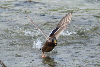 2022年6月26日(日) 鴨川の野鳥観察記録