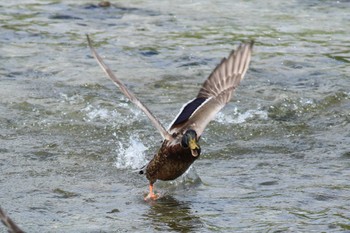 Sun, 6/26/2022 Birding report at 鴨川