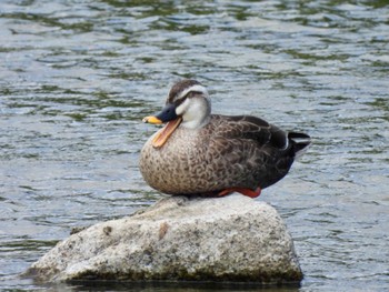 Sun, 6/26/2022 Birding report at 鴨川