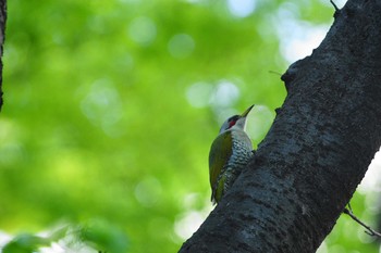 アオゲラ 世田谷区の公園 撮影日未設定