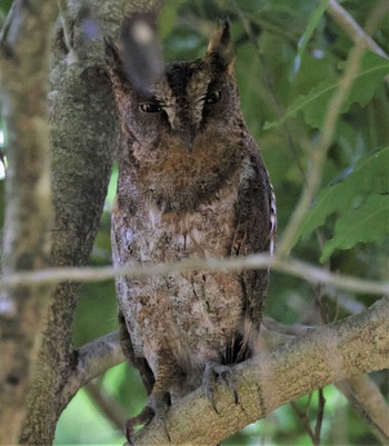 Ryukyu Scops Owl Ishigaki Island Sun, 5/29/2022