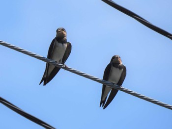 2022年6月27日(月) 平塚市金目川の野鳥観察記録