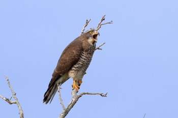 Grey-faced Buzzard