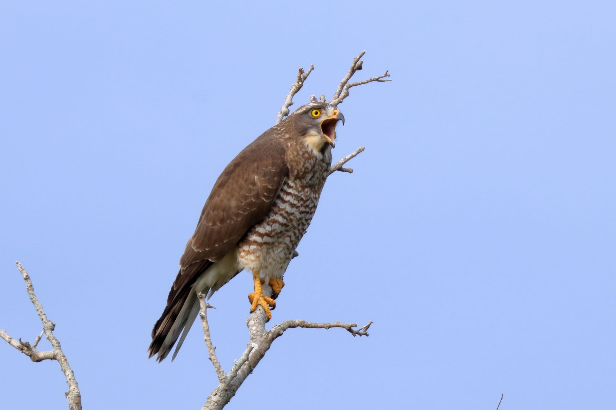 Photo of Grey-faced Buzzard at 沖縄県浦添市 by Zakky